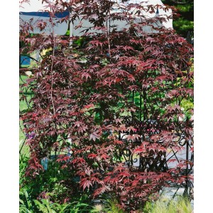 Japanischer Ahorn 'Pung Kil' mit roten Blättern, 60-80 cm hoch.