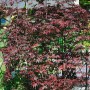Japanischer Ahorn 'Pung Kil' mit roten Blättern, 60-80 cm hoch.