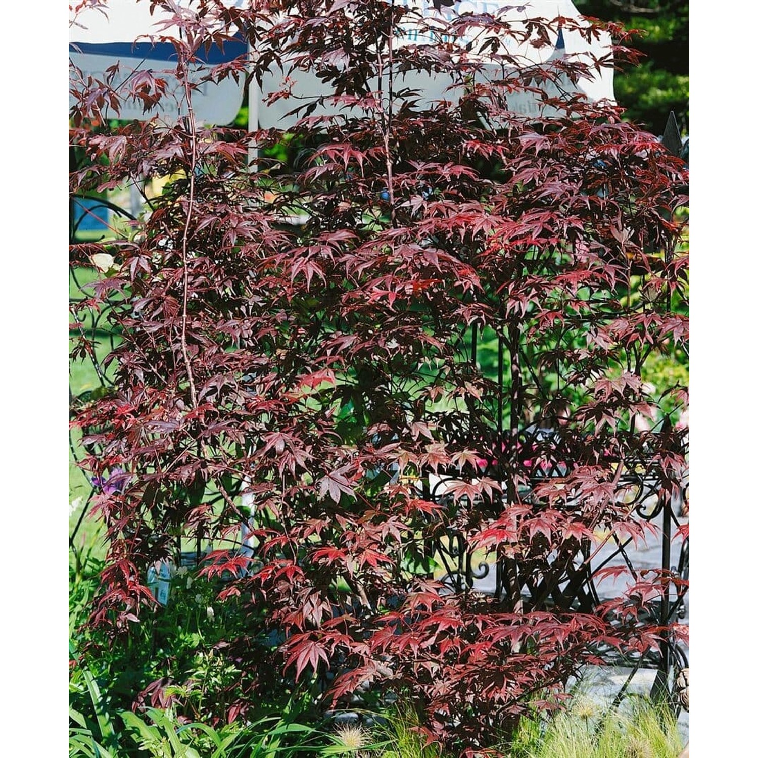 Acer Palmatum Pung Kil Japanischer Ahorn 60–80 cm günstig online kaufen