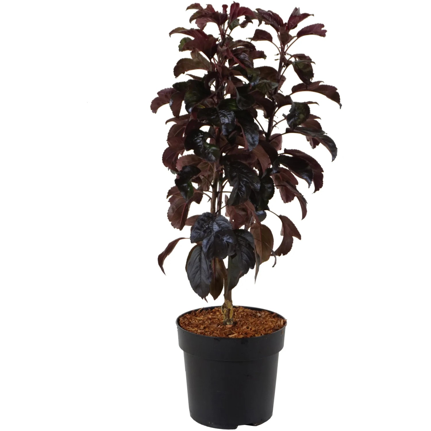 Zierapfel "Aros" Höhe ca. 50 cm Topf ca. 6 l Malus