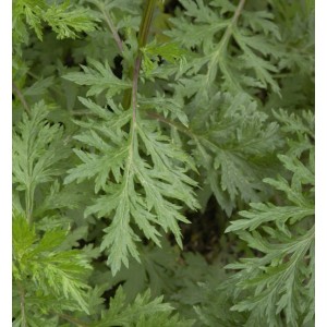 Nahaufnahme von Beifuß (Artemisia vulgaris) mit filigranen, grünen Blättern.