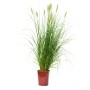Lampenputzergras (Pennisetum) im Topf, ca. 30 cm hoch. Ziergras für Garten und Balkon.
