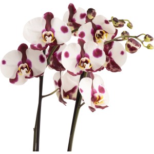 Schmetterlingsorchidee 'Polka Dots' mit weißen Blüten und violetten Punkten im Topf.