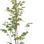 Rotbuche (Fagus sylvatica) im Topf, ca. 150-175 cm hoch, ideal für Hecken.
