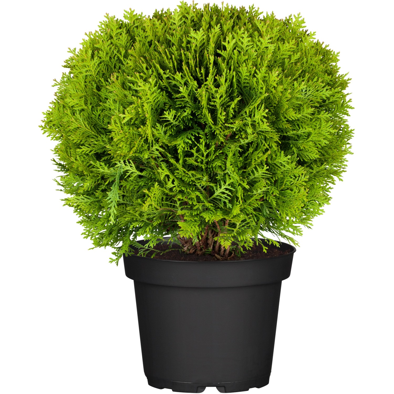 OBI Kugel-Lebensbaum Danica Höhe ca. 10 - 20 cm Topf ca. 2 l Thuja