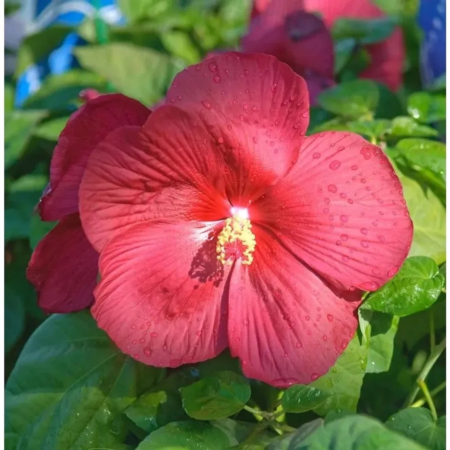 Staudeneibisch Summerific Summer in Paradise 30-40cm - Hibiscus moscheutos