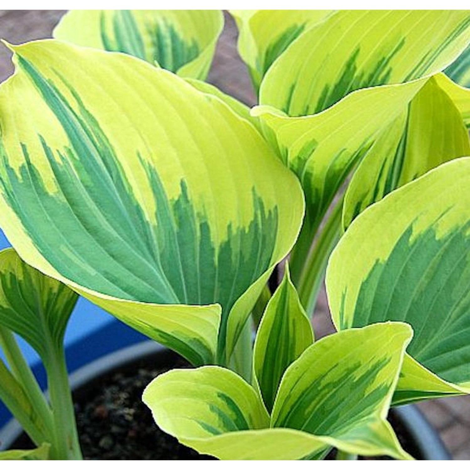 Funkie Liberty - Hosta cultorum günstig online kaufen