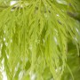 Detailaufnahme der filigranen, hellgrünen Blätter des Japanischen Ahorns (Acer Palmatum Dissectum).