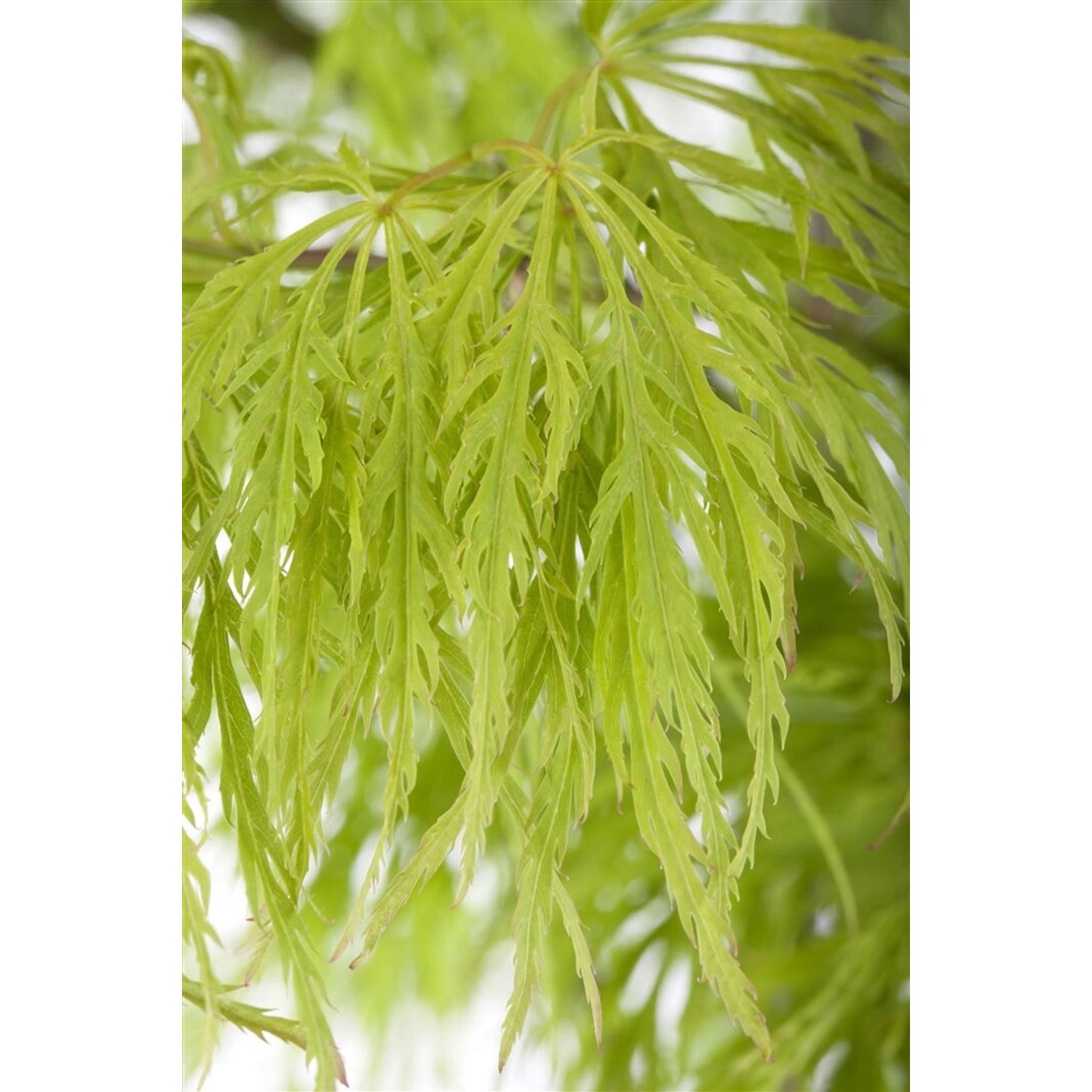 Acer Palmatum Dissectum Japanischer Ahorn 125–150 cm Filigran günstig online kaufen