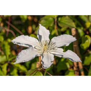 Nahaufnahme einer weißen Clematis Hybride Waldrebe Blüte mit gelber Mitte.