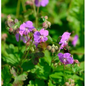 Nahaufnahme des blühenden Storchenschnabel Cambridge (Geranium cantabrigiense) mit lila Blüten.