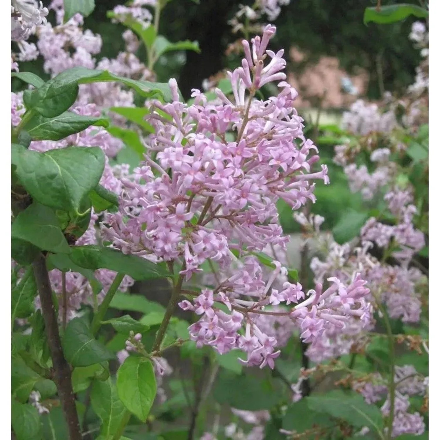 Ungarischer Flieder 60-80cm - Syringa josikaea
