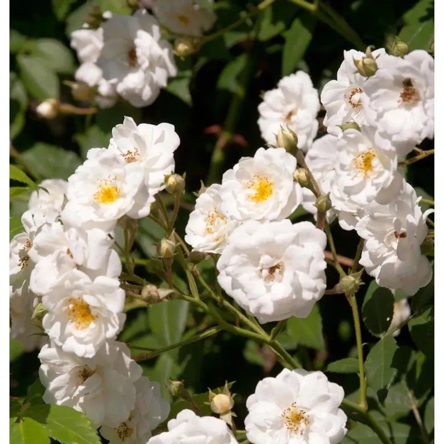 Kletterrose Rambling Rector 30-60cm