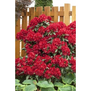 Leuchtend roter Rhododendron Hybr. Sammetglut (30–40 cm) im Gartenbeet.