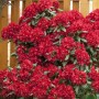 Leuchtend roter Rhododendron Hybr. Sammetglut (30–40 cm) im Gartenbeet.