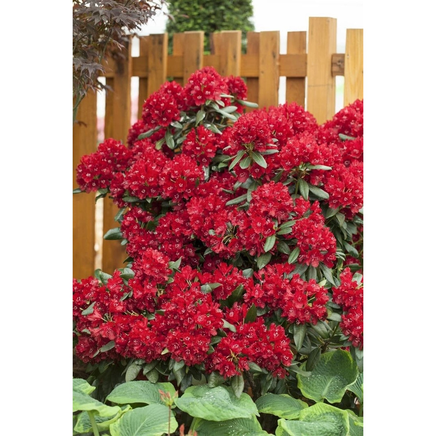 Rhododendron Hybr. Sammetglut Leuchtend Rot 30–40 cm günstig online kaufen