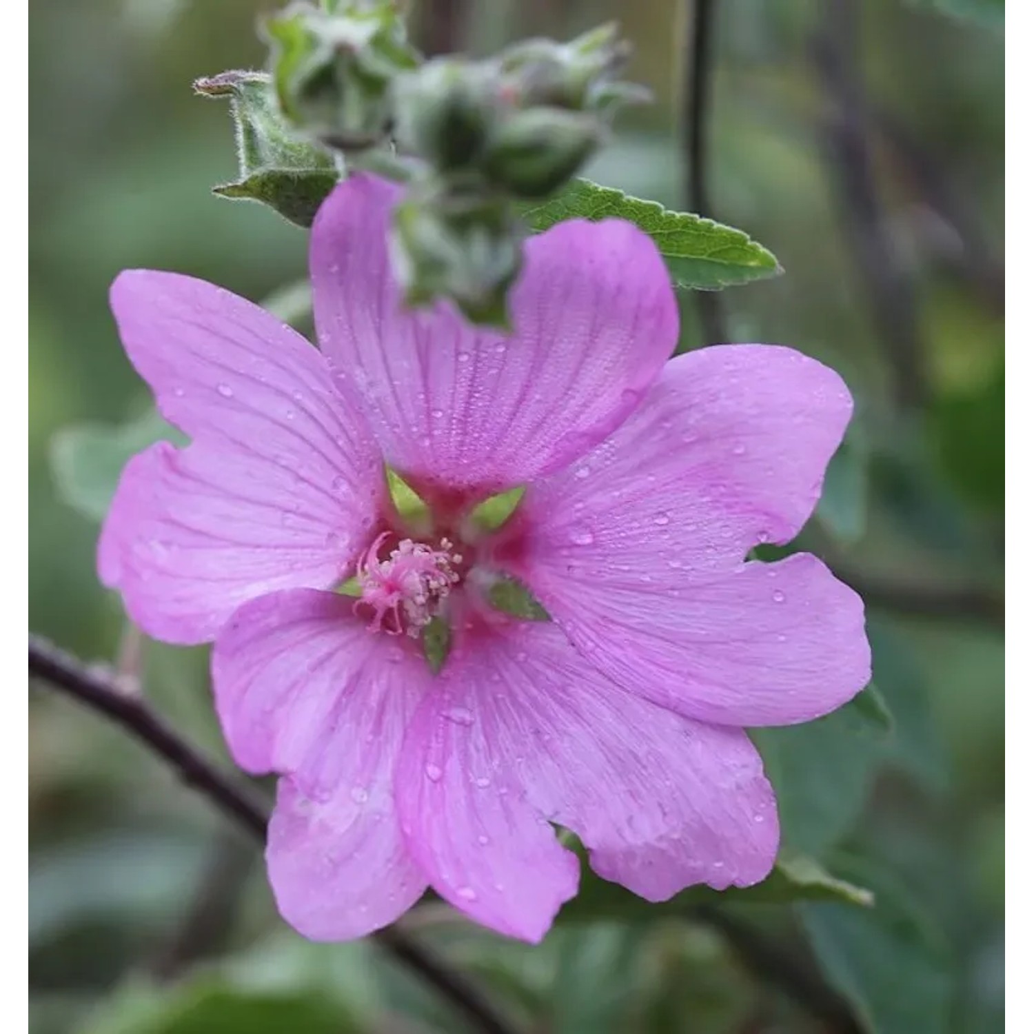 Buschmalve Candy Floss - Lavatera olbia