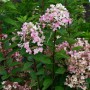 Rispenhortensie 'Wims Red' (Hydrangea paniculata) mit rosa-weißen Blütenständen und grünen Blättern.