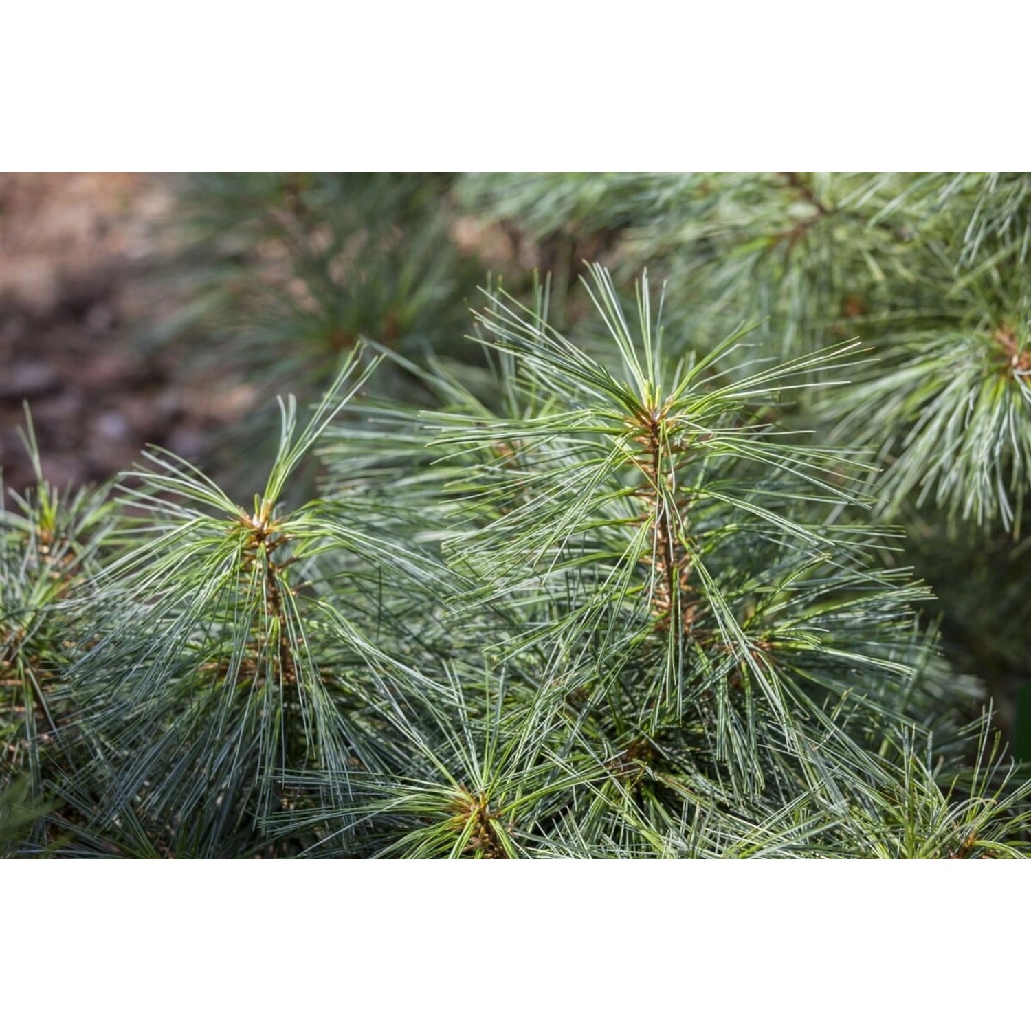 Pinus Resinosa Pillnitz Rot-Kiefer Kompakt 25–30 cm günstig online kaufen