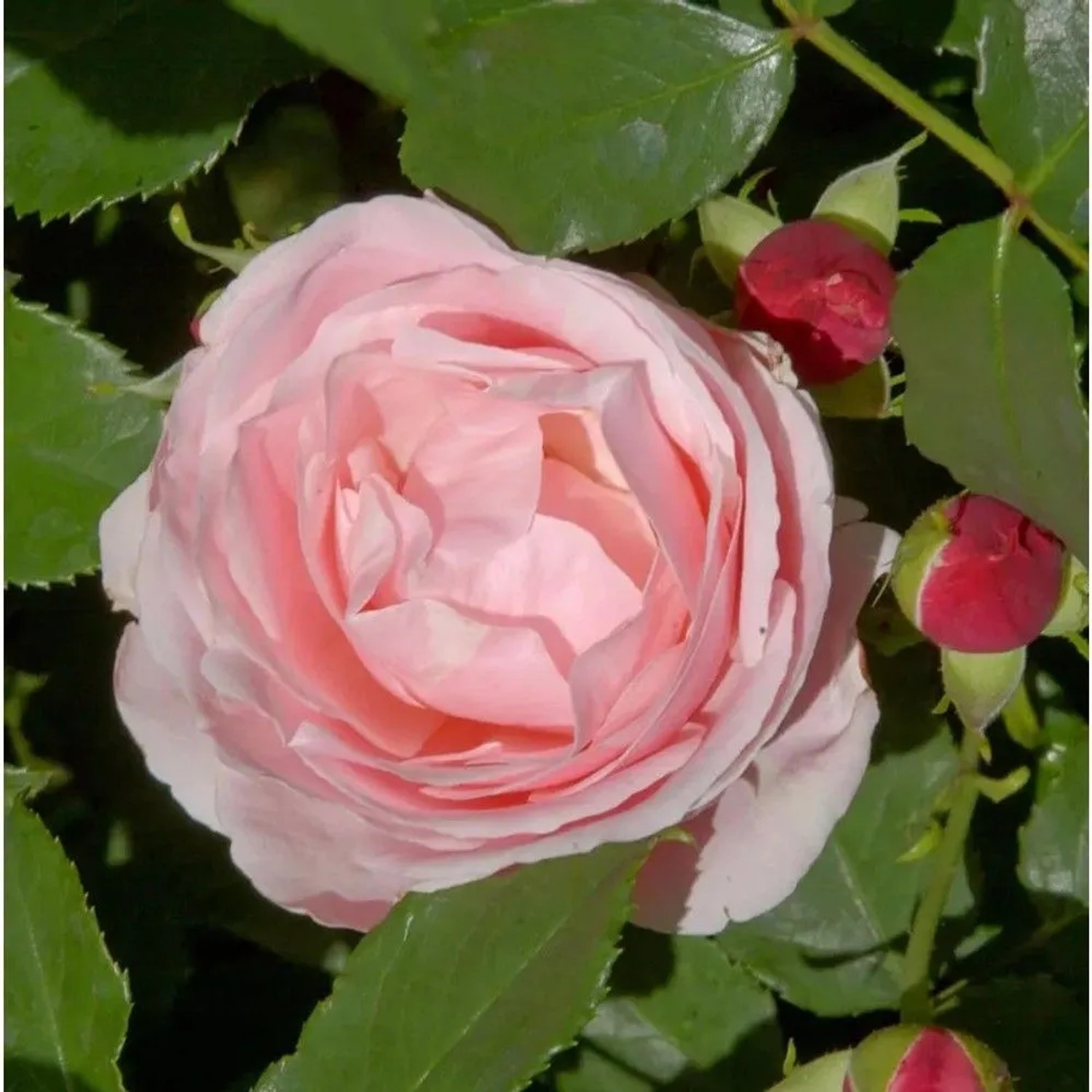 Delbard Kletterrose Billet Doux 30-60cm