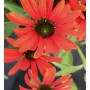 Sonnenhut 'Tangerine Dream': orangefarbene Echinacea Staude mit grünen Blättern.