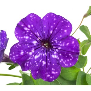 Nahaufnahme einer lila GROW by OBI Petunie Sternenhimmel mit weißen Sprenkeln.