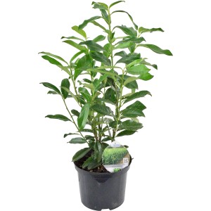 Kirschlorbeer Genolia im Topf, Höhe 60-80 cm, ideal als immergrüne Sichtschutzhecke.