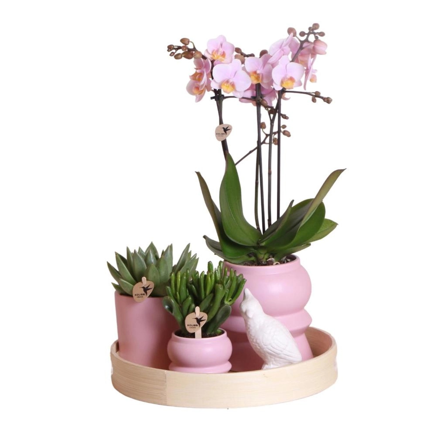 Kolibri Pflanzenset Optimismus Rosa Grünpflanzen mit Rosa Phalaenopsis Orchidee inkl. Keramik Ziertöpfe & Zubehör