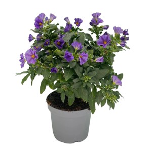 Blauer Enzianstrauch (Solanum rantonetti) im Topf, ca. 15 cm hoch. Blühende Kübelpflanze für Balkon und Terrasse.