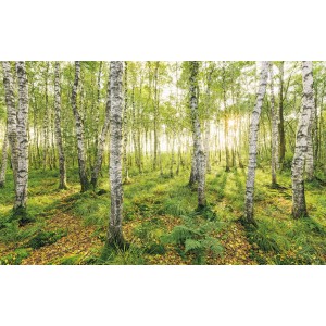 Komar Fototapete Vlies mit Birkenwald-Motiv, 400x250 cm.