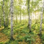 Komar Fototapete Vlies mit Birkenwald-Motiv, 400x250 cm.