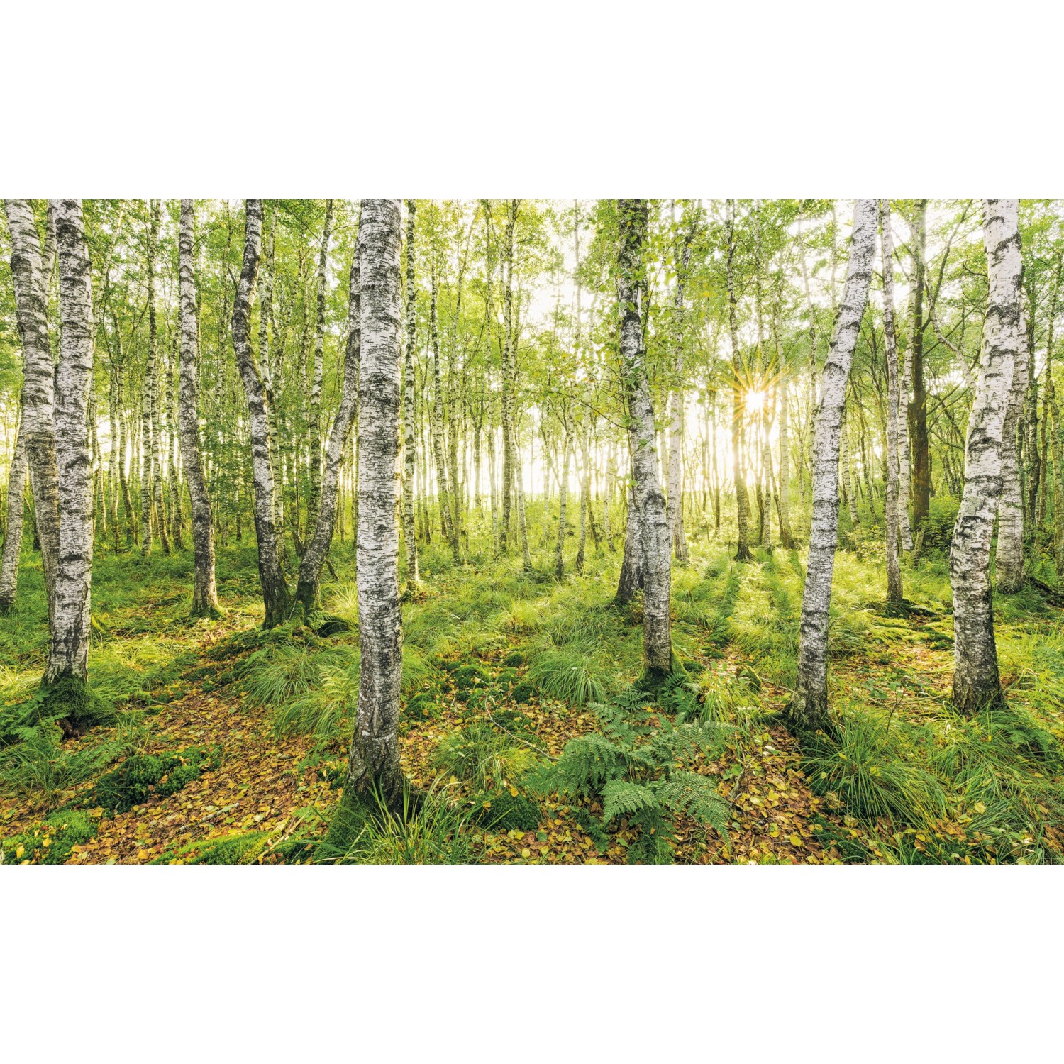 Komar Fototapete Vlies Birch Trees  400 x 250 cm