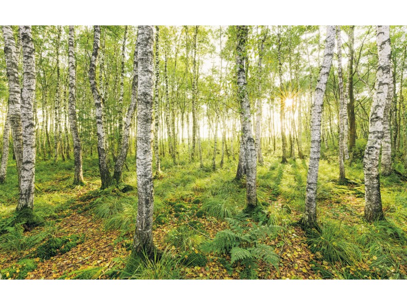 Komar Fototapete Vlies Birch Trees 400 x 250 cm kaufen bei OBI