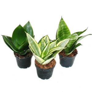 Exotenherz Sansevieria Hahnii Set, 3 Bogenhanf Pflanzen im Topf.