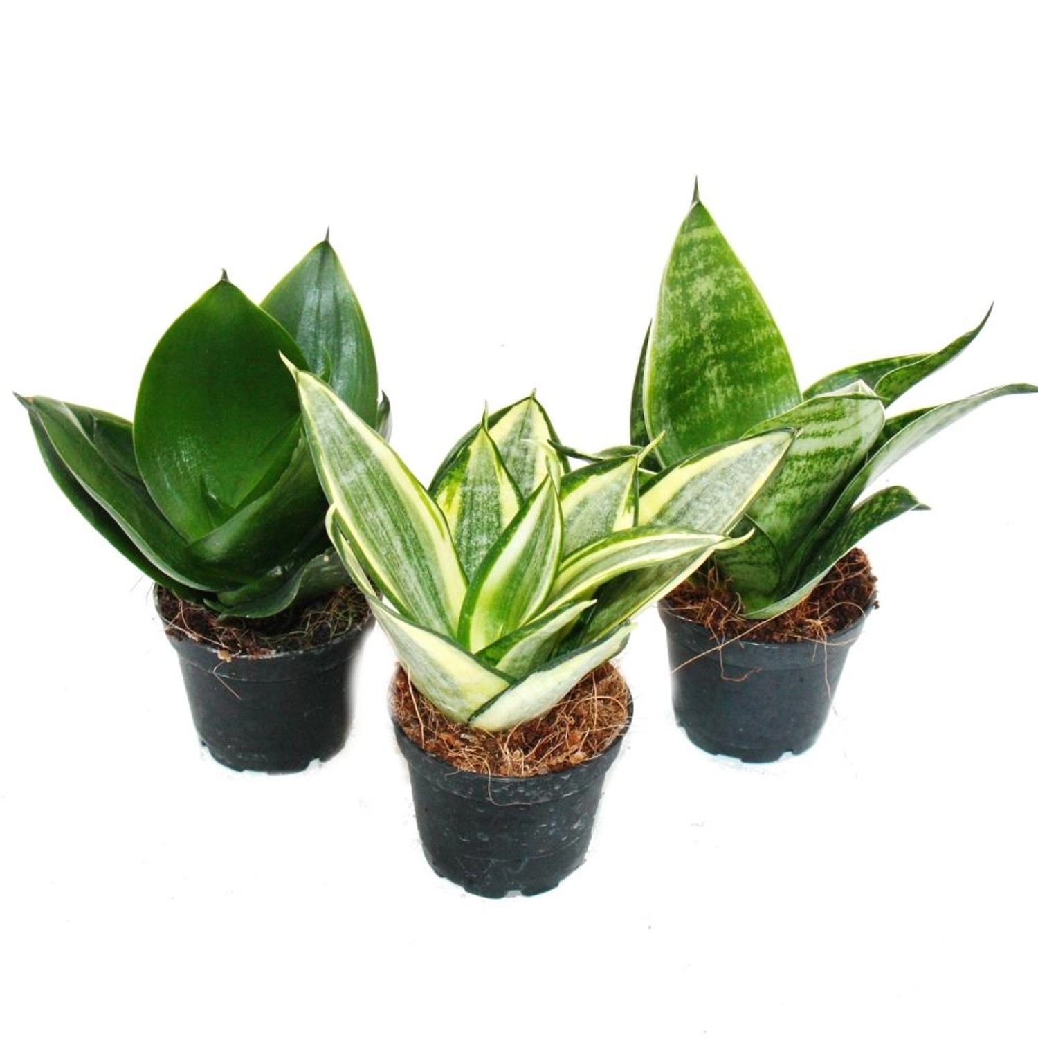 Exotenherz Sansevieria Trifaciata Hahnii 3 Verschiedene Pflanzen im 5,5cm Topf Bogenhanf Schwiegermutterzunge