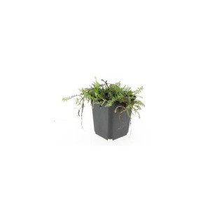 Exotenherz Bodendecker Moos im 9cm Topf, braunes Fiederpolster (Leptinella Squalida), 12er Set.