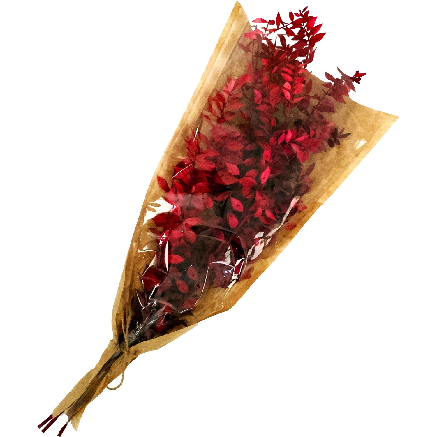 Ruscus Bund 50 cm