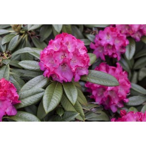 Rosa Rhododendron Hybr. Nofretete mit üppigen Blüten und grünen Blättern.