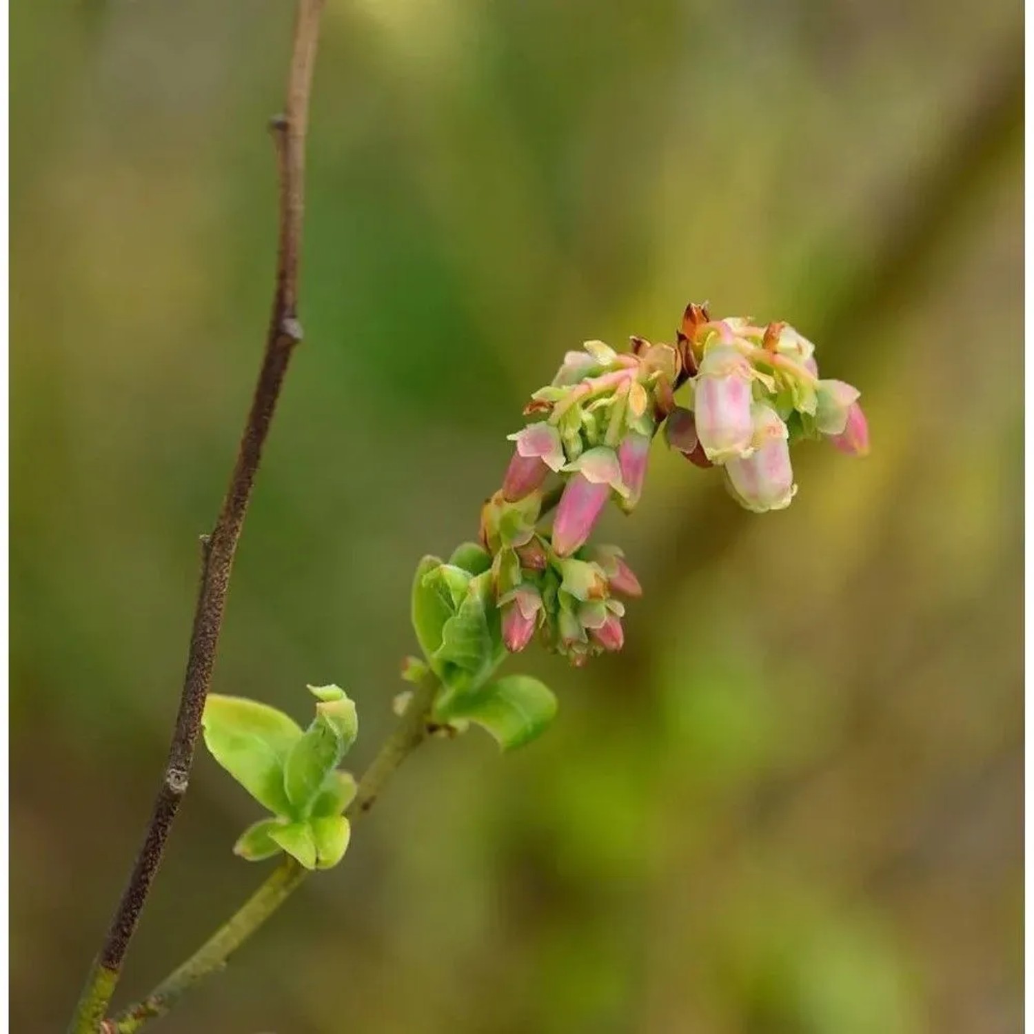 Hochstamm Amerikanische Heidelbeere 40-60cm - Vaccinium corymbosum