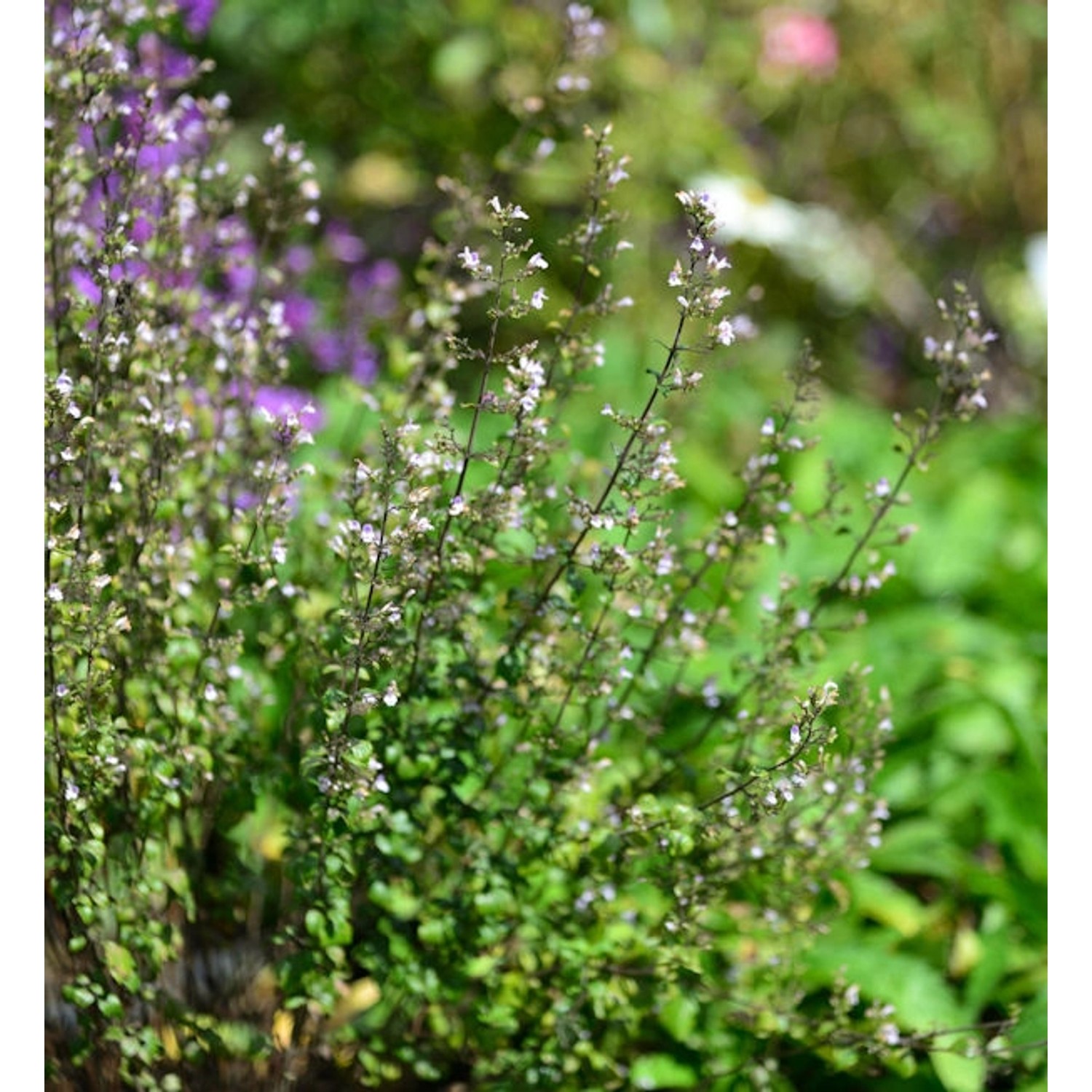 Kleinblättrige Bergminze Triumphator - Calamintha nepeta günstig online kaufen