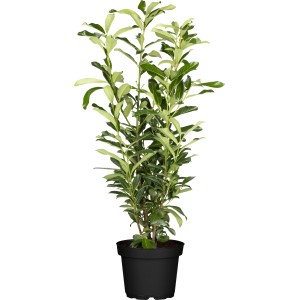 Kirschlorbeer Genolia Set, 30 Stück, ca. 80-100cm hoch im 5l Topf.