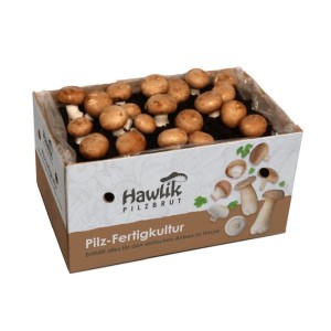 Hawlik Pilzbrut Großes Steinchampignon Pilzzuchtset Komplettset mit Myzel für Champignons und Anbauanleitung für Anfänger