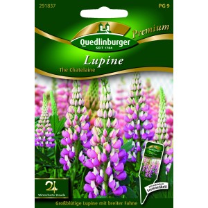 Quedlinburger Lupine 'The Chatelaine', Blumensamen mit rosa-weißen Blütenkerzen.