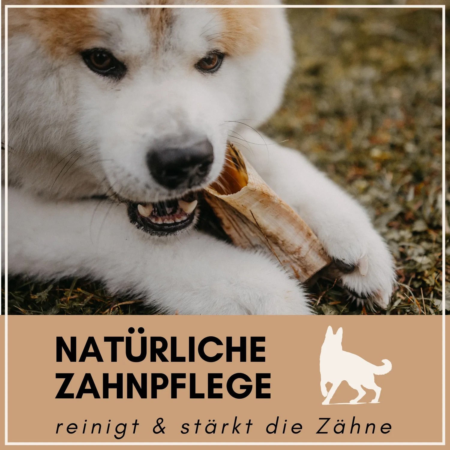 Supravit Schafhorn XS Kauspielzeug für Hunde_4