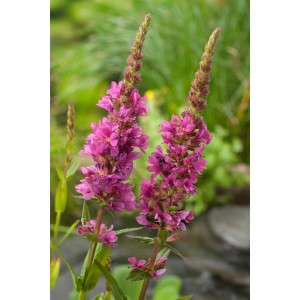 Blutweiderich Rosa: Sumpfpflanze mit leuchtend pinkfarbenen Blütenständen im Topf.