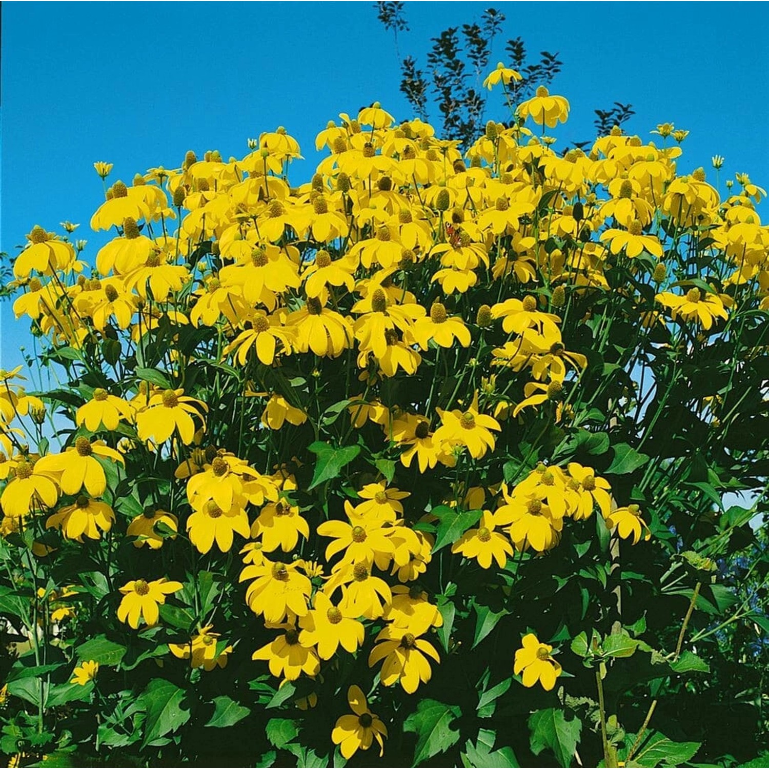 Rudbeckia Maxima Große Sonnenhut Ca. 9x9 cm Topf günstig online kaufen