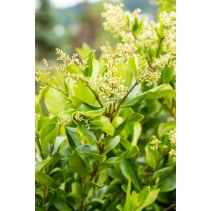 Blühender, immergrüner, japanischer Liguster Texanum von GROW by OBI im Topf.