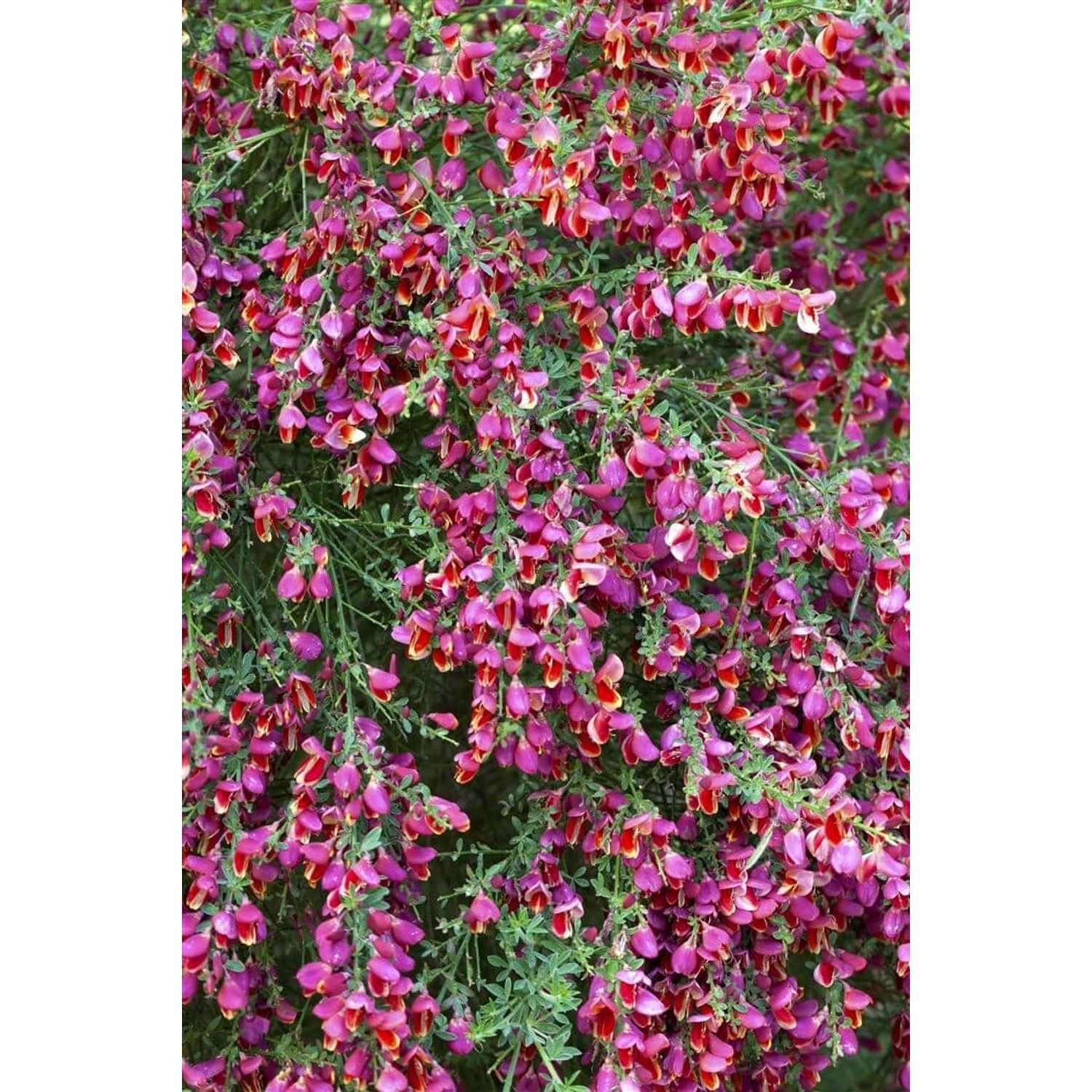 Cytisus Scoparius Besenginster Roter Favorit 40-60 cm günstig online kaufen