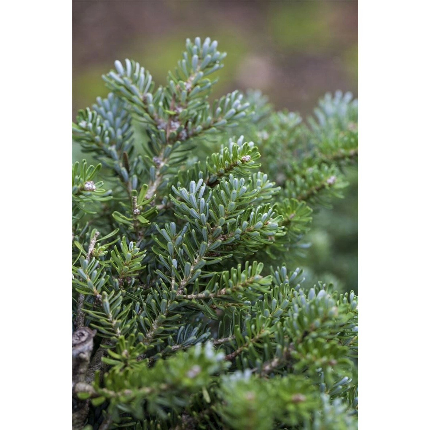 Abies Koreana Silberperl Koreanische Tanne Silberne Nadeln 40 cm Stammhöhe günstig online kaufen