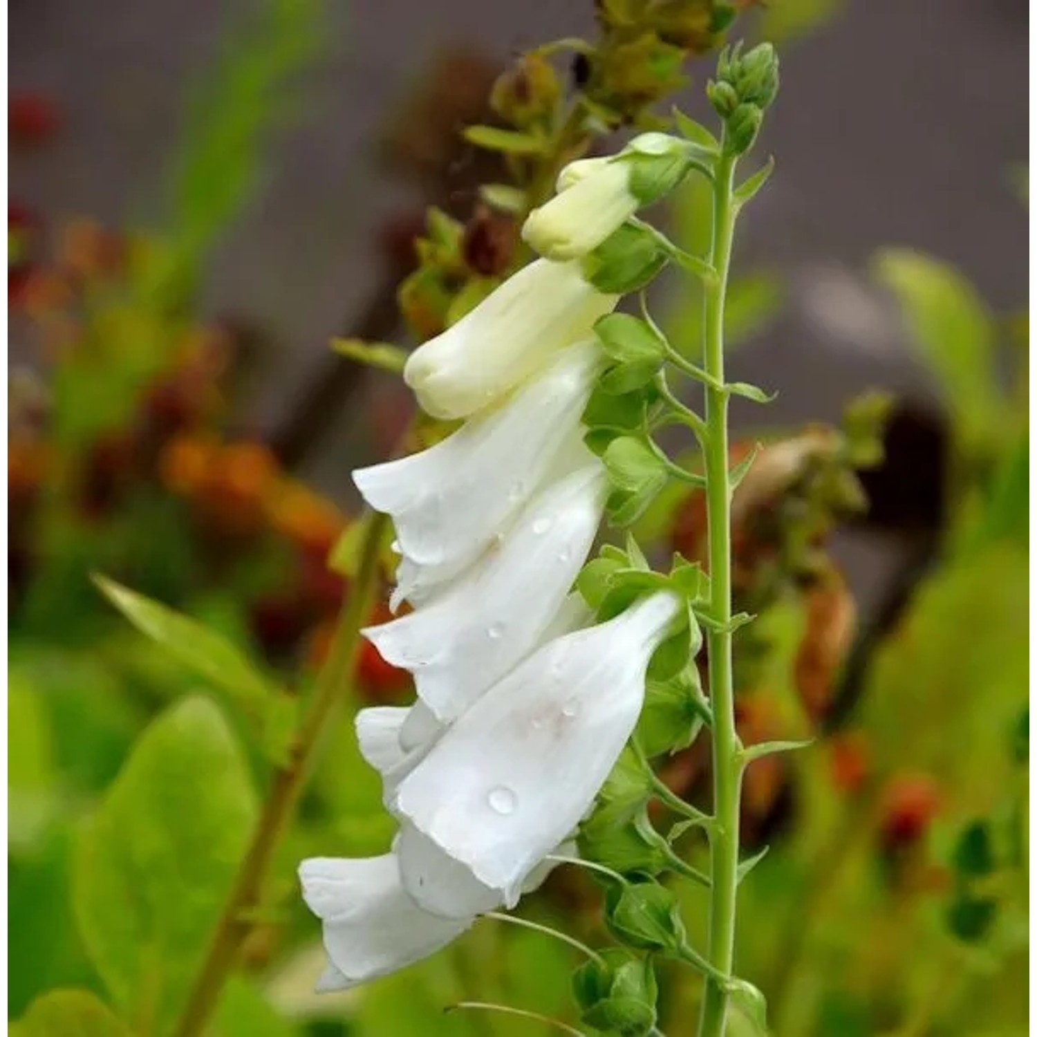 Weißer Fingerhut - Digitalis purpurea alba